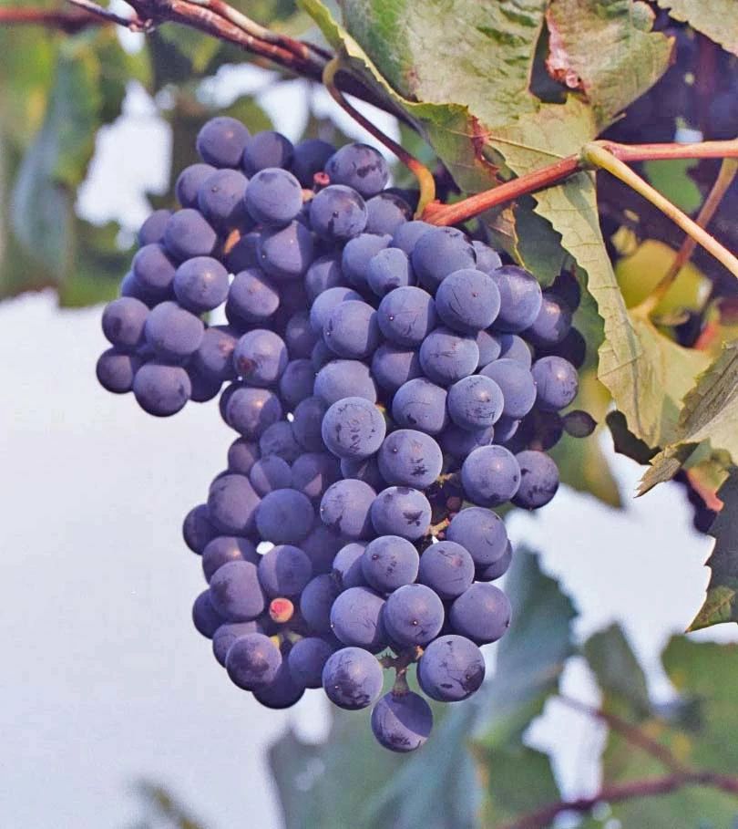 concord grape cluster