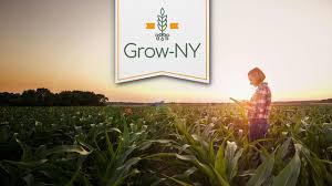 grow-NY banner over woman standing in a cornfield with sunset