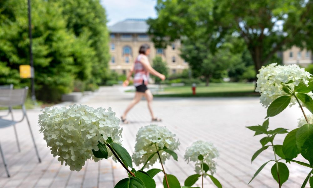 Hydrangeas framing the ag quad and a blurred persona walking in the background