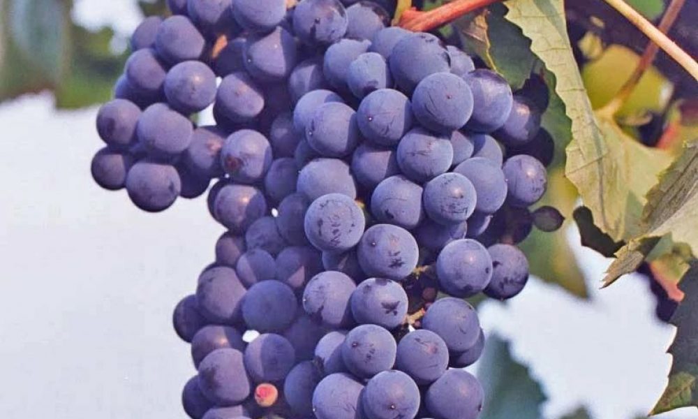 concord grape cluster