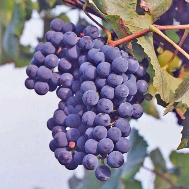 Concord grape innovation contest offers $100K in prizes