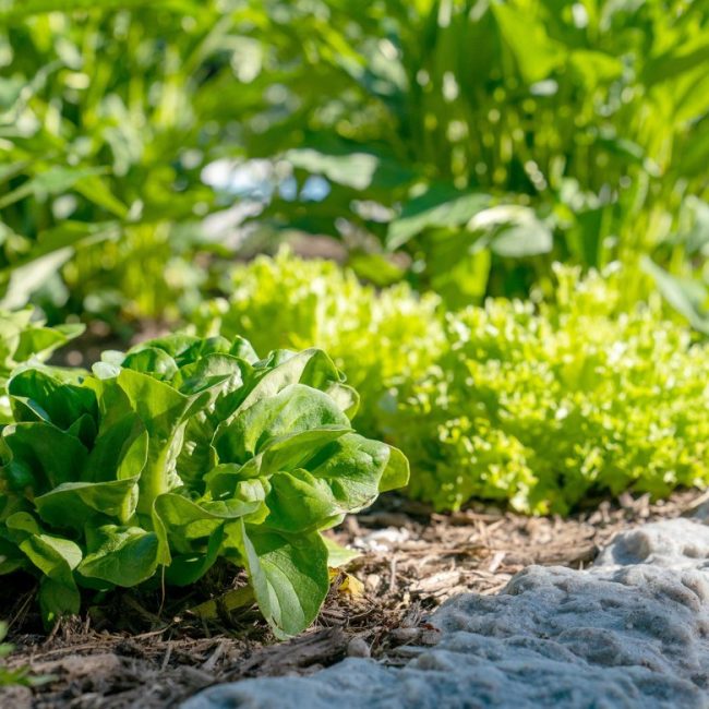 36 Hours of Innovation at Cornell’s 2021 Digital Ag Hackathon