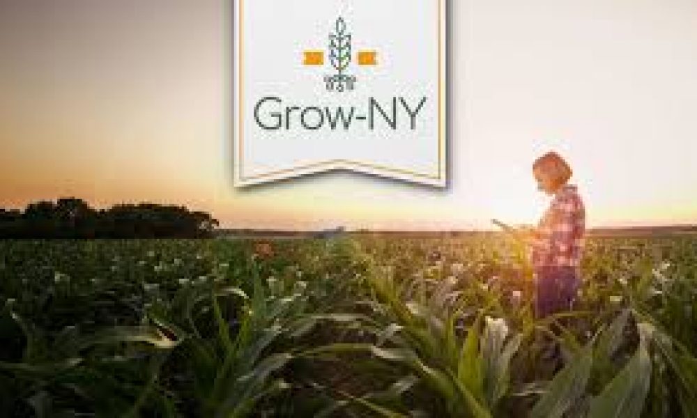 grow-NY banner over woman standing in a cornfield with sunset
