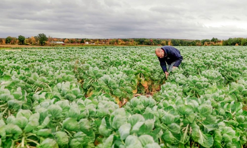Person in field of brussel sprout crops