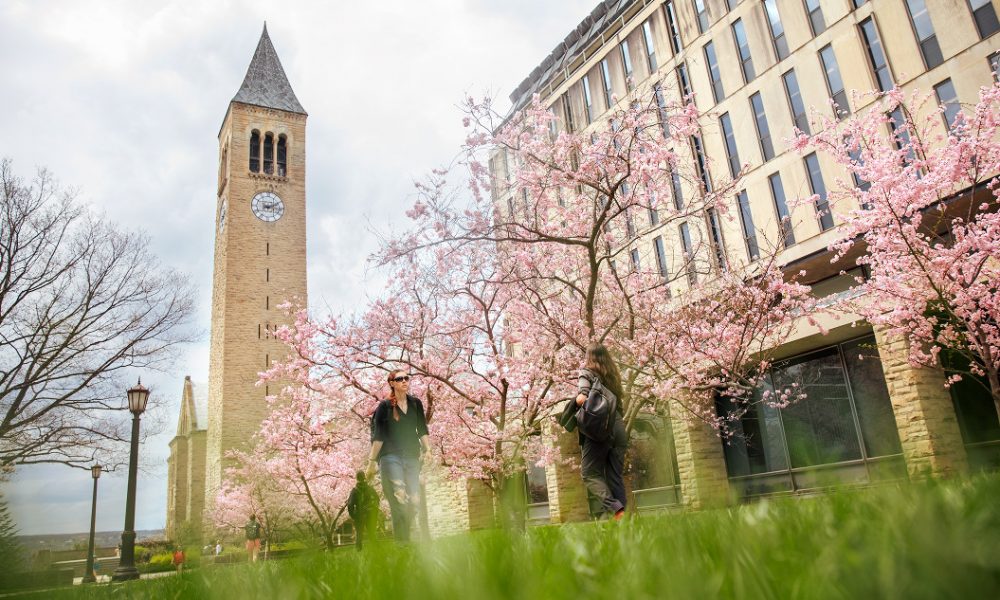 cherry blossoms on Cornell campus