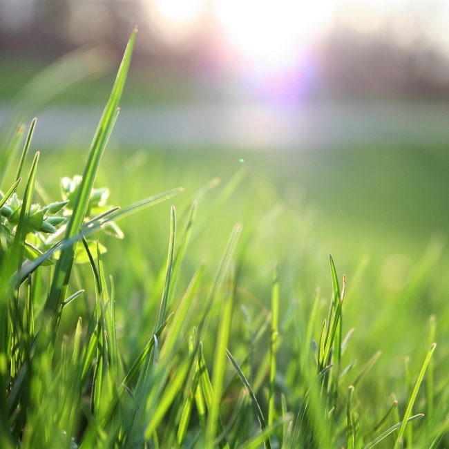 Lawn startup Sunday raises millions to help you with your backyard
