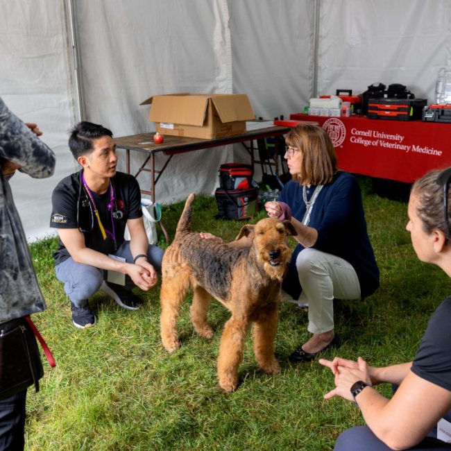 Center for Veterinary Business and Entrepreneurship announces certification program