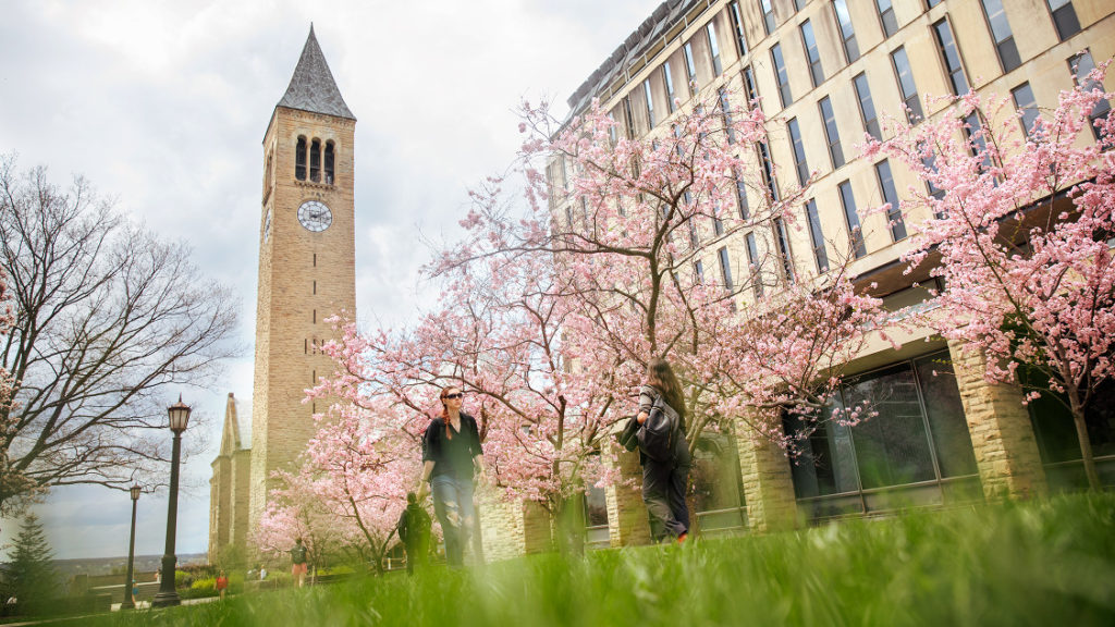 cherry blossoms on Cornell campus